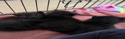 Mixed Breed cats for sale: Black kittens for sale - 2 boys & 1 girl  - Advert 8