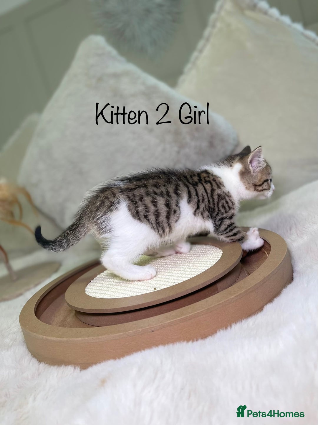 Mixed Breed cats for sale: Beautiful kittens 8 weeks old ready now  - Advert 7