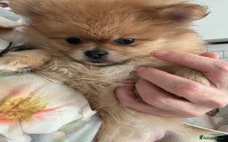 Pomeranian dogs for sale: Blue eye boy and Tiny golden girl poms ready now  - Image 4