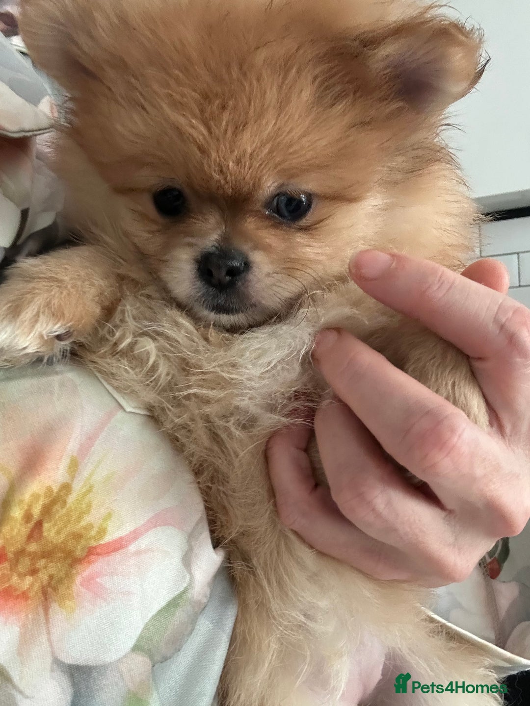 Pomeranian dogs for sale: Blue eye boy and Tiny golden girl poms ready now  - Image 4