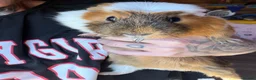 Guinea Pig rodents for sale: Guinea pigs - Advert 4