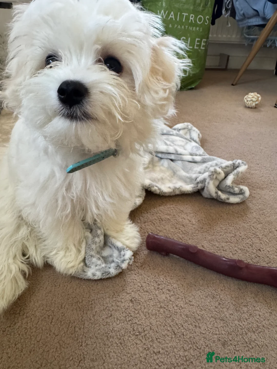 Maltese dogs for sale: 5 generation KC registered Maltese - Advert 13