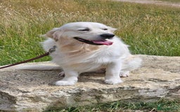 Golden Retriever dogs for sale: Golden retriever chunky pups  - Image 17