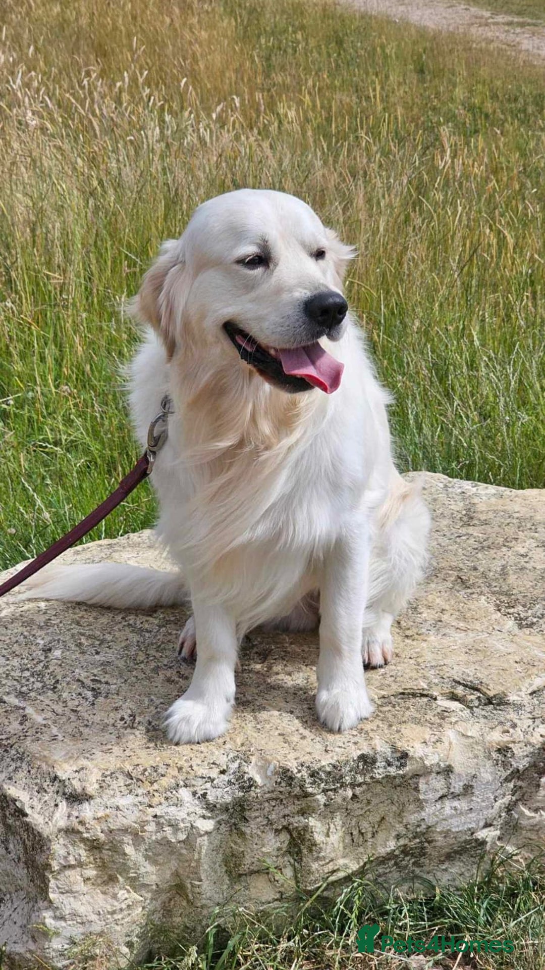 Golden Retriever dogs for sale: Golden retriever chunky pups  - Image 17