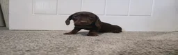 Miniature Dachshund dogs for sale: Miniature dachshund  in Pontypool - Advert 5