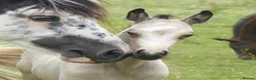 American Quarter horses for sale: Quality Part Bred American Quarter Horse in Romsey - Advert 2