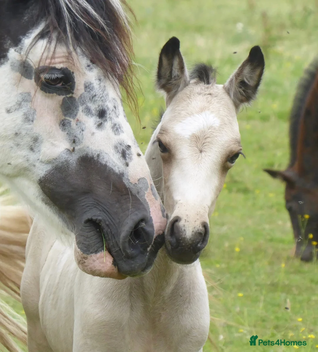 American Quarter horses for sale: Quality Part Bred American Quarter Horse in Romsey - Advert 2