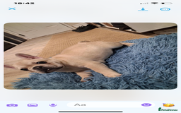 French Bulldog dogs for sale: 2 beautiful French bulldog puppies - Advert 8