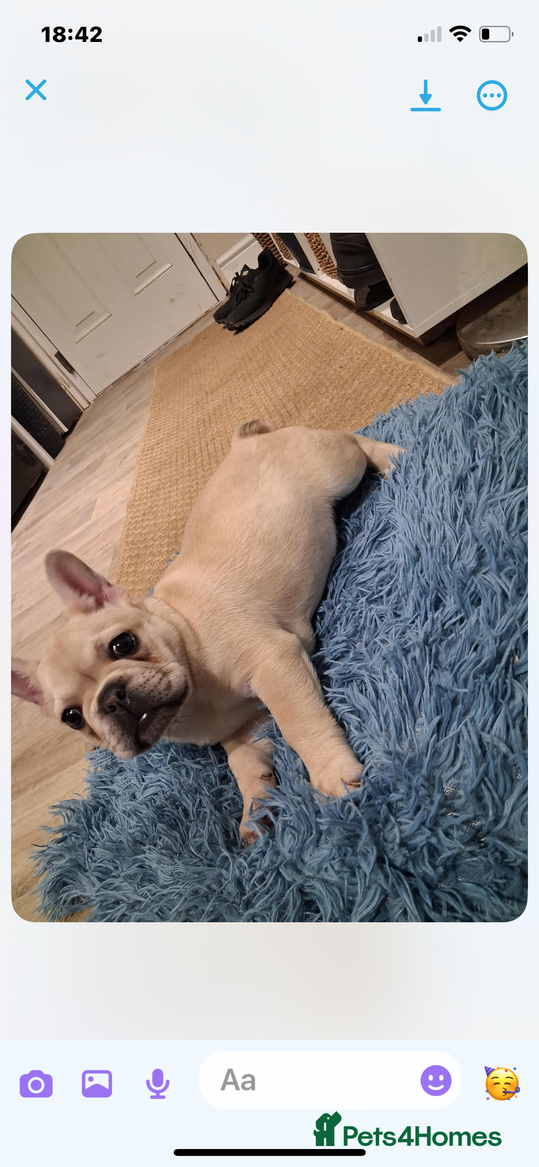 French Bulldog dogs for sale: 2 beautiful French bulldog puppies - Advert 8