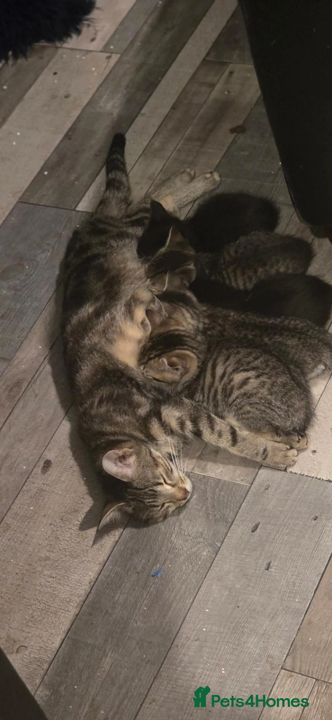 Mixed Breed cats for sale: 5 Kittens in London - Advert 1