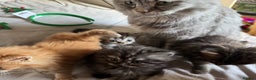 Persian cats for sale: Persian Litter of 4 for new loving home! - Advert 9