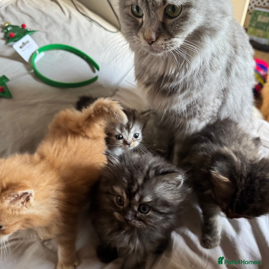 Persian cats for sale: Persian Litter of 4 for new loving home! - Advert 9