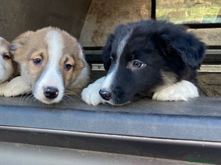 Border Collie dogs Red/Brown Merle Border Collie Pups - Advert 3