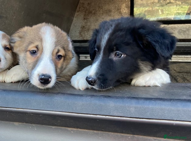 Border Collie dogs Red/Brown Merle Border Collie Pups - Advert 4