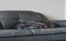 Mixed Breed dogs for sale: Staffy cross with labrador - Image 2