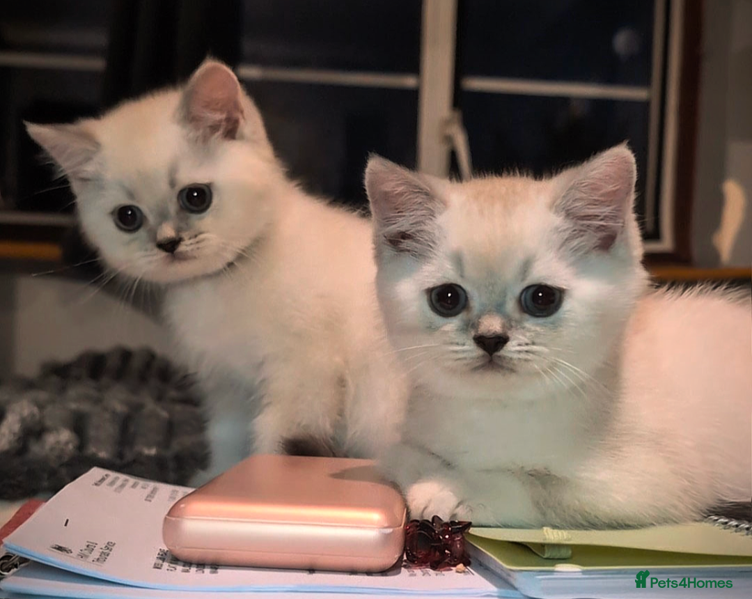 British Shorthair cats for sale: 💙❤️COLORPOINT 🐾BSH 🏆GCCF & TICA reg - Image 27