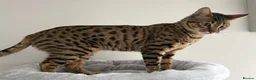 Savannah cats for sale: F5 SBT Savannah sisters Squealer, Shyler and Lily - Advert 22