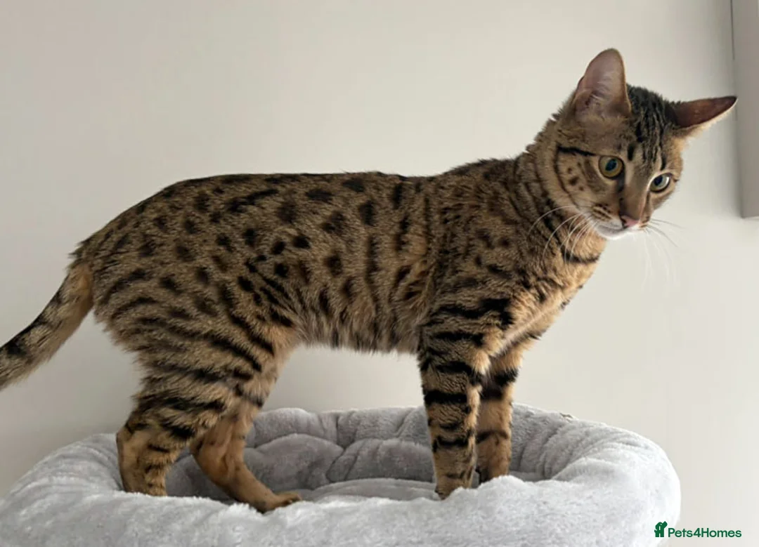Savannah cats for sale: F5 SBT Savannah sisters Squealer, Shyler and Lily - Advert 22