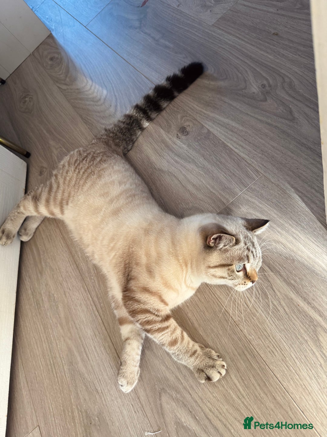 British Shorthair cats for sale: Rare Silver Spotted British Shorthair Kitten - Image 7