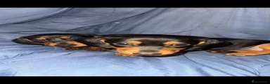 Dachshund 5