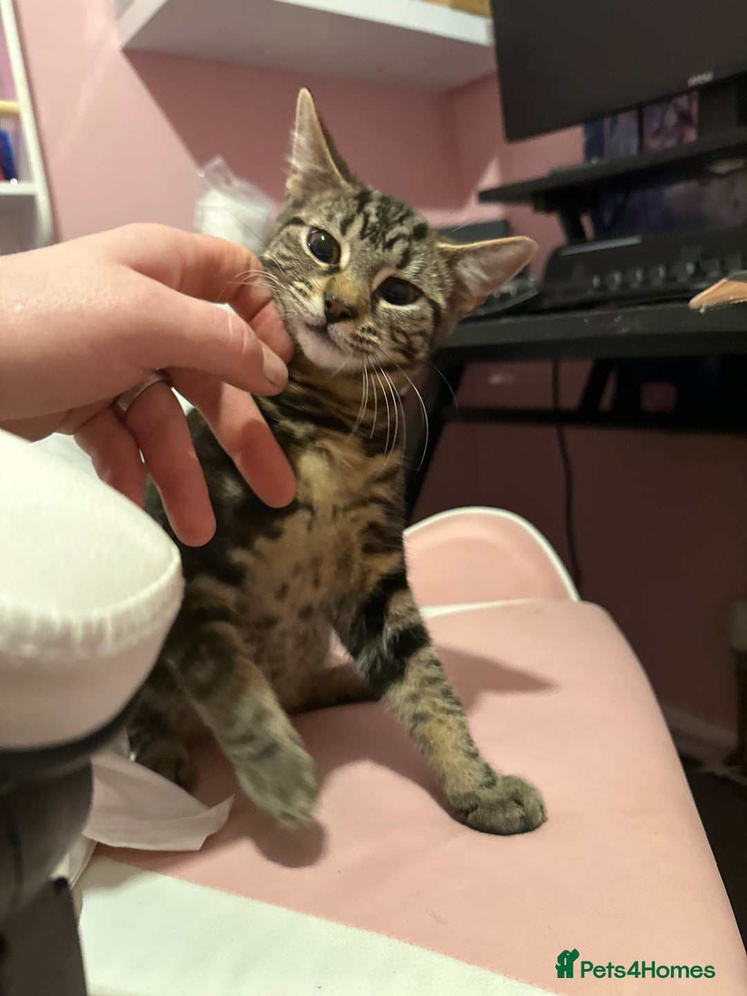 Mixed Breed cats for sale: Kittens  - Advert 10