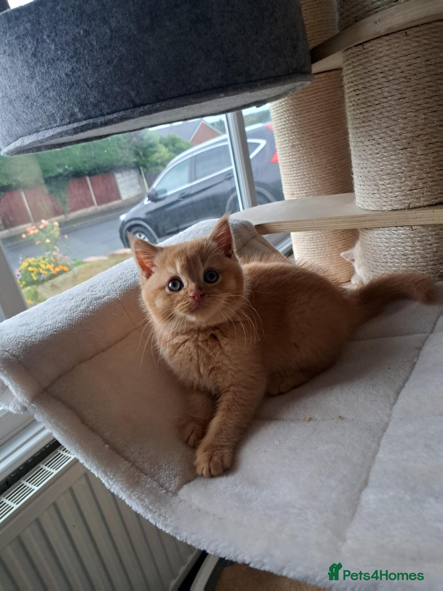 British Shorthair cats Top Quality purebreed BSH kittens - Advert 2