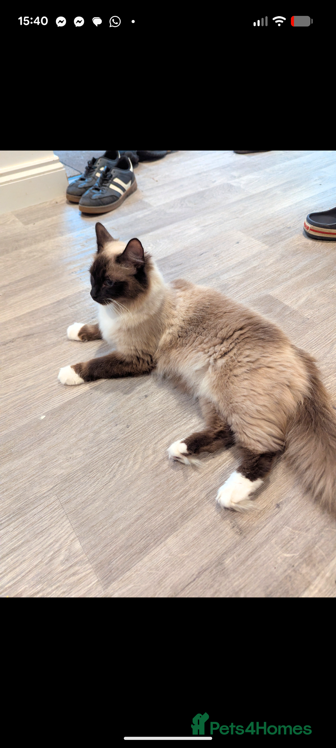 Ragdoll cats for sale: Beautiful ragdoll girl for re-home  - Advert 1