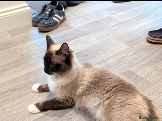 Ragdoll cats Beautiful ragdoll girl for re-home - Advert 2