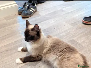 Ragdoll cats Beautiful ragdoll girl for re-home - Advert 14