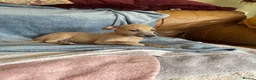 Mixed Breed dogs for sale: Stunning Wiggy’s Italian greyhound x whippet  - Advert 37