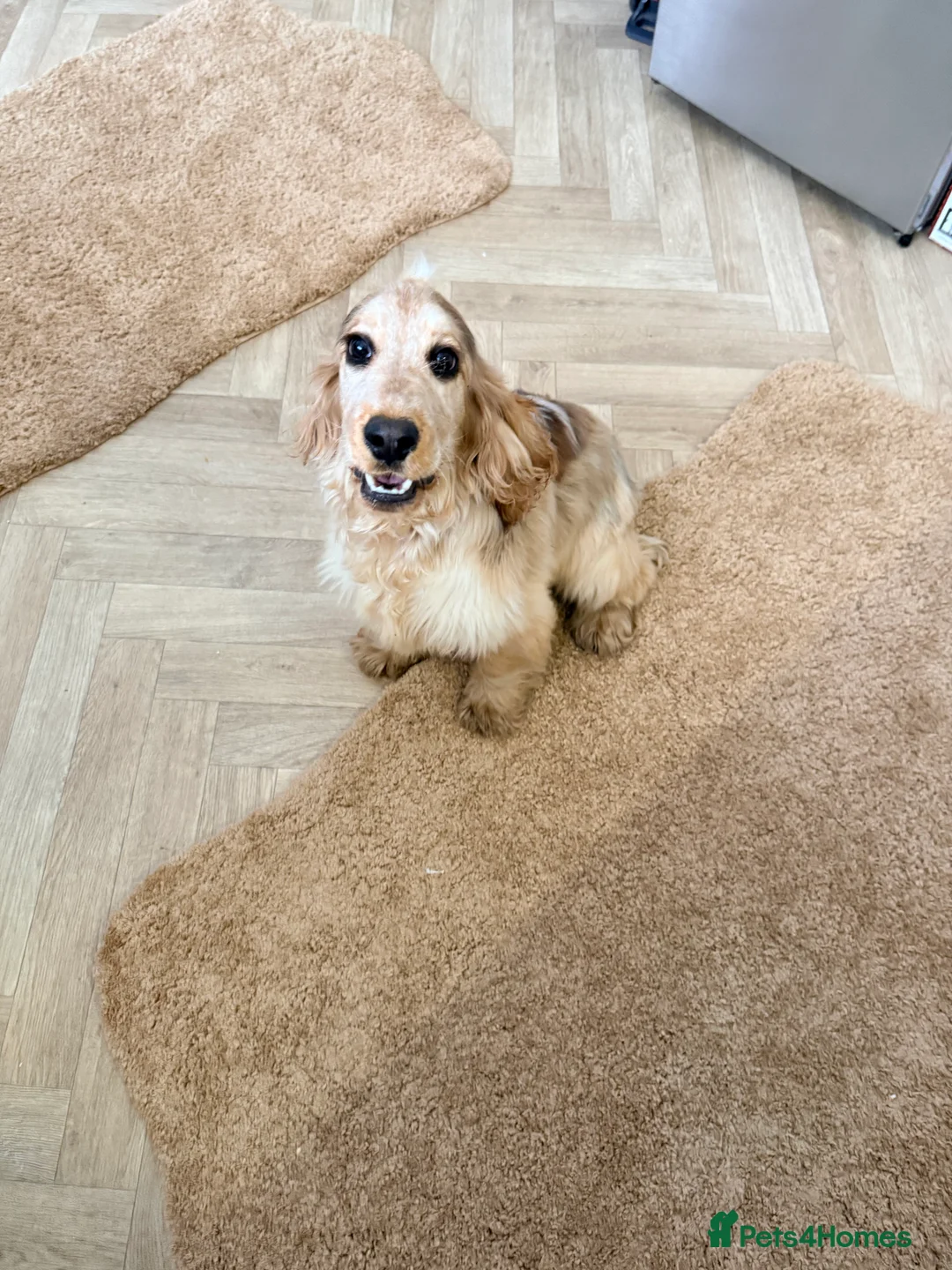 Cocker Spaniel dogs for sale: Show Cocker spaniel girl  - Advert 1