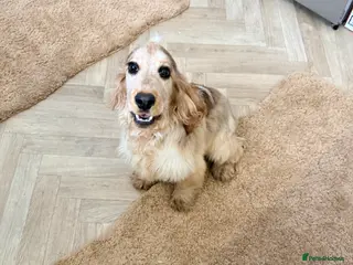 Cocker Spaniel dogs Cocker spaniel girl - Advert 2