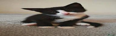 Domestic Shorthair Kitten 2