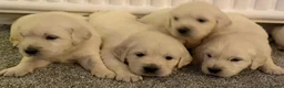 Golden Retriever dogs for sale: Super fluffy cream pups in Newark - Advert 10