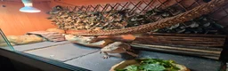 Bearded Dragon reptiles for sale: Spikey the Bearded Dragon including all setup 2yo - Advert 1
