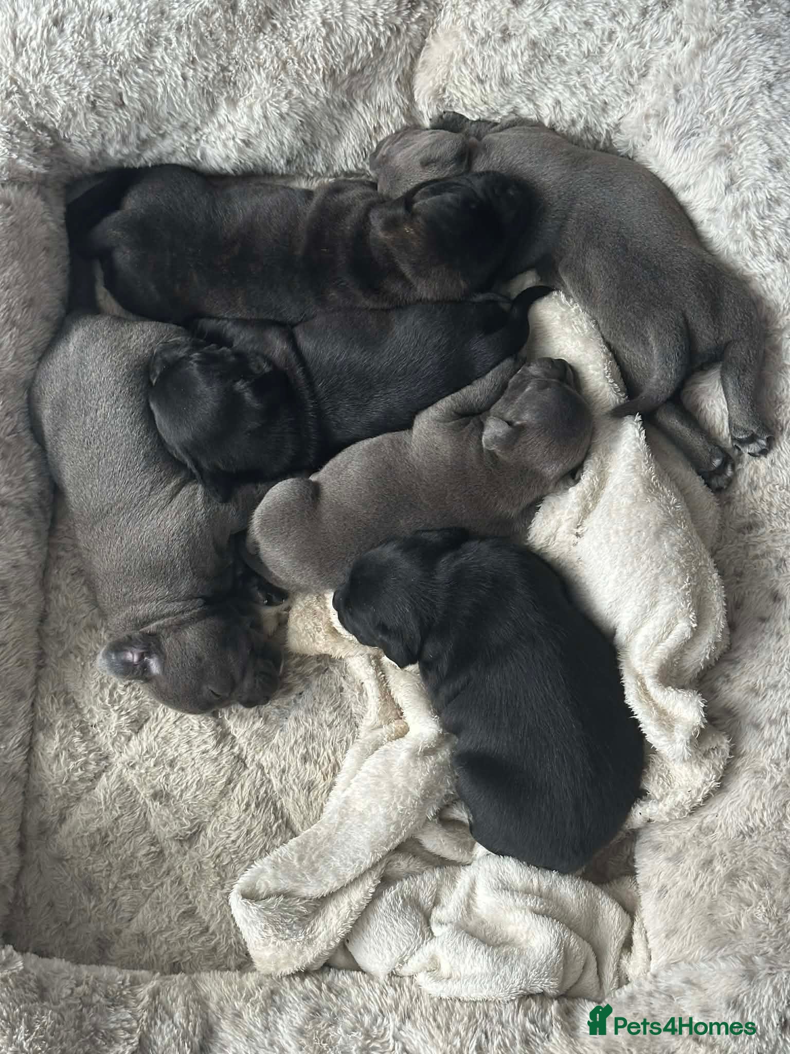 Staffordshire Bull Terrier dogs Blue/Black Staffordshire Bull Terrier Puppies - Advert 3