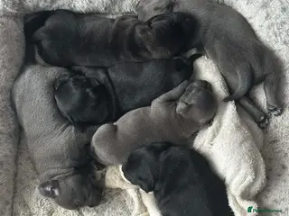 Staffordshire Bull Terrier dogs Blue/Black Staffordshire Bull Terrier Puppies - Advert 4