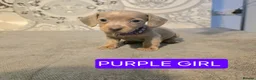 Miniature Dachshund dogs for sale: (LAST 2 PRICE REDUCED £900!) KC Reg Mini Dachshund - Advert 20