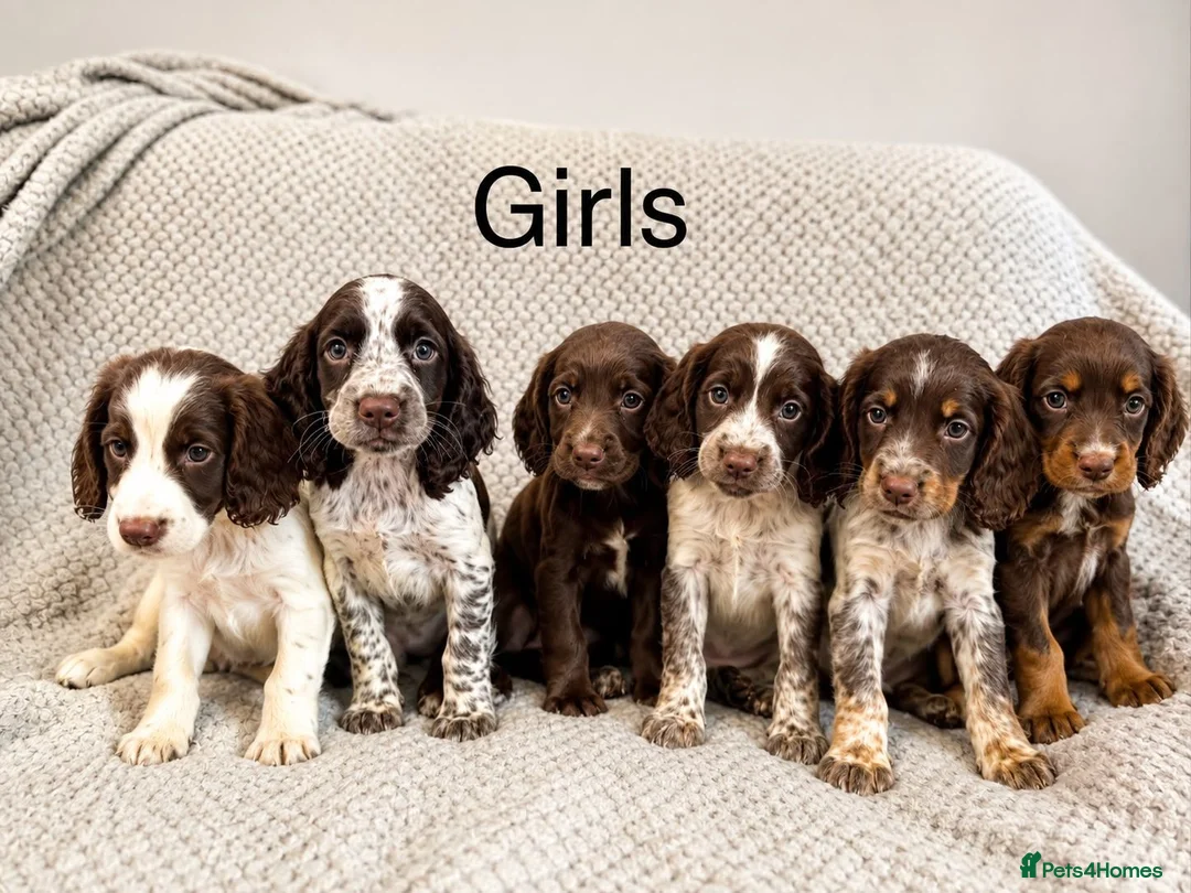 Cocker Spaniel dogs for sale: Cocker Spaniel Puppies Ready Now - Advert 2