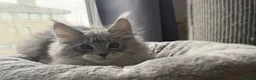 Maine Coon cats for sale: 🐾Three Beautiful Pedigree Maine Coon Boys🐾 - Advert 9