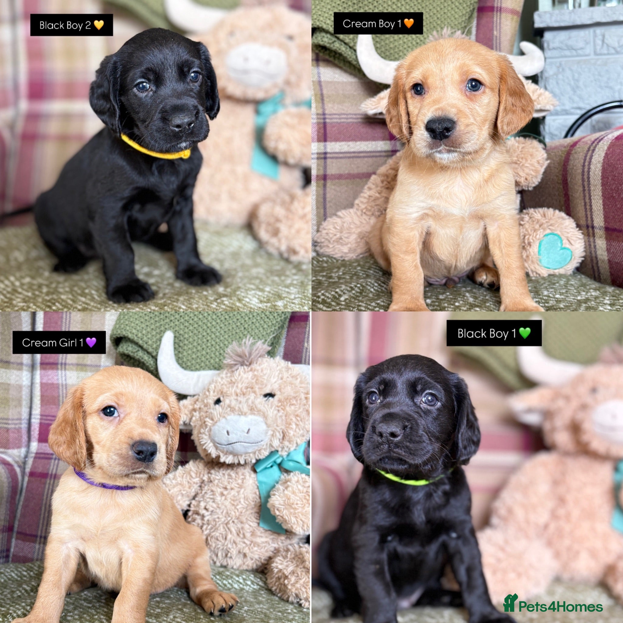 Cockerdor dogs GORGEOUS COCKERDOR PUPPIES💛🖤 - Advert 1