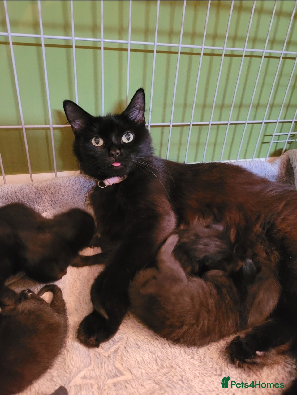 Mixed Breed cats Gorgeous litter of 6 kittens - Advert 2