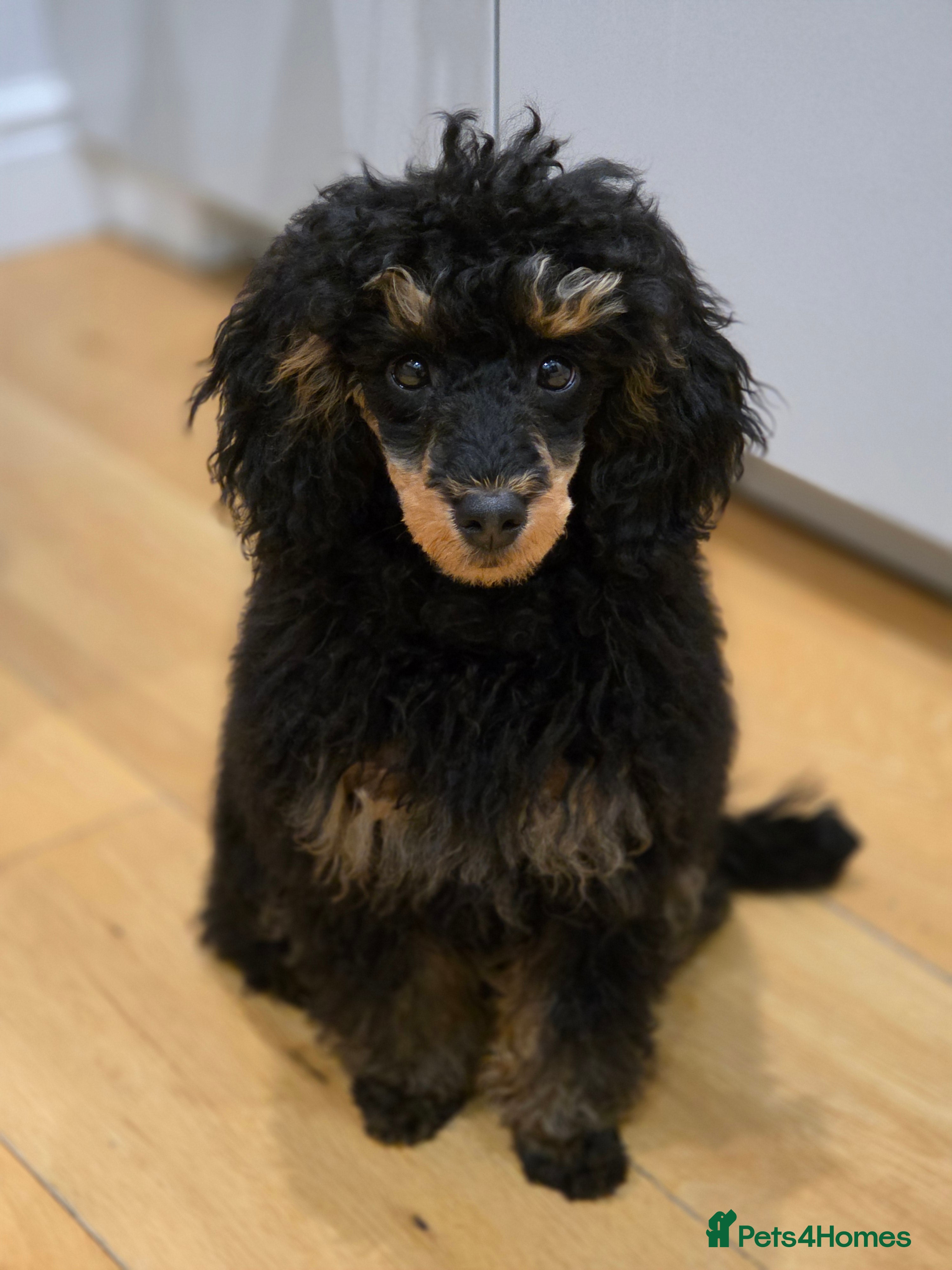 Toy Poodle dogs KC reg male phantom toy poodle - Advert 4