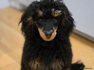 Toy Poodle dogs KC reg male phantom toy poodle - Advert 4