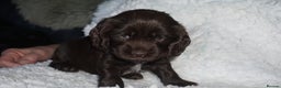 Cocker Spaniel dogs for sale: KC Reg Show Type Cocker Spaniel Puppies - Advert 4
