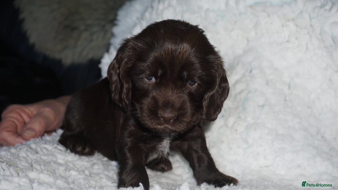 Cocker Spaniel dogs for sale: KC Reg Show Type Cocker Spaniel Puppies - Advert 4