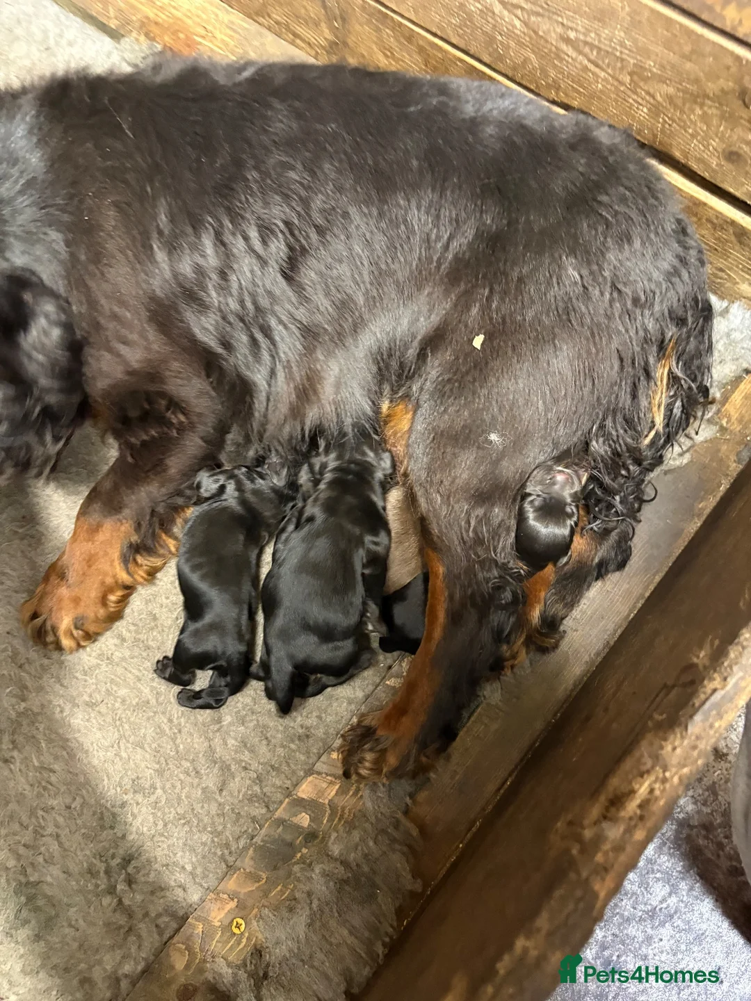 Cocker Spaniel dogs for sale: Cocker spaniel bitch puppy - Advert 2