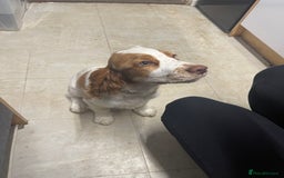 Sprocker dogs for sale: Female Cocker x Springer Puppy For Sale - Advert 1