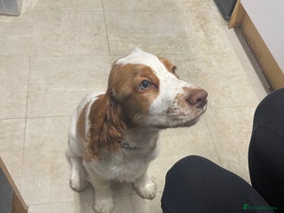 Sprocker dogs for sale: Female Cocker x Springer Puppy For Sale - Advert 1