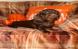 Miniature Dachshund dogs for sale: ⭐️Three stunning KC Mini Dachshunds⭐️  - Image 7